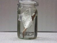 藏品(棘鰍)的圖片